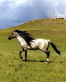 USA-California-Mustangs in the Wild